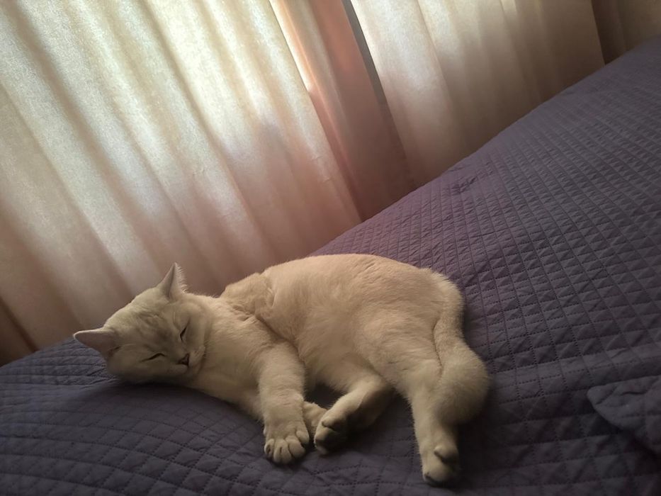 Дарю кота шиншила