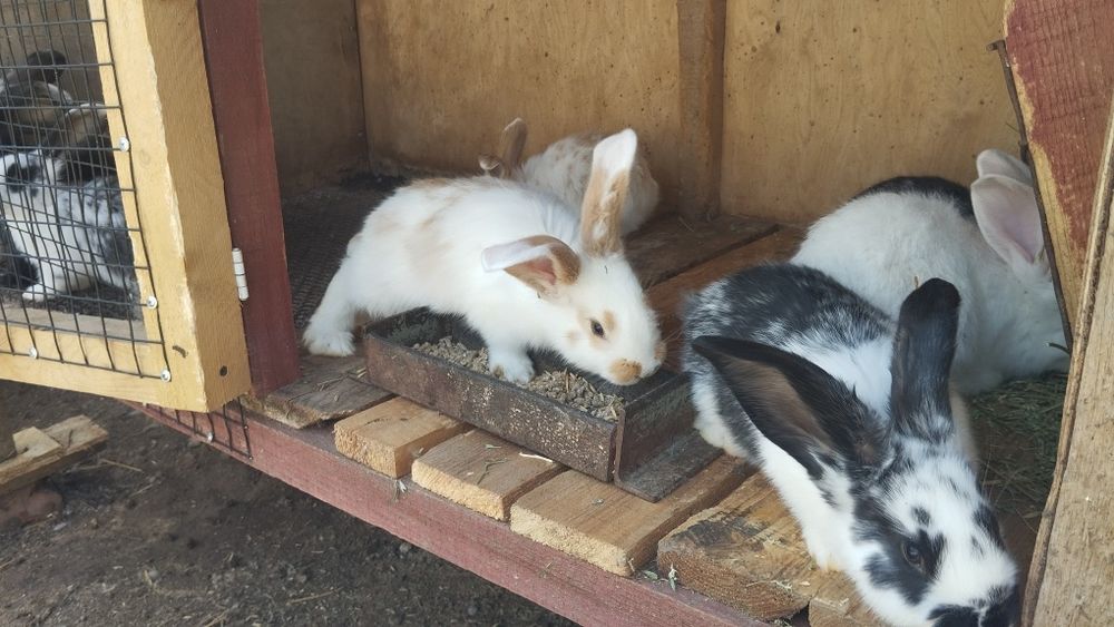 Продаются кролики.