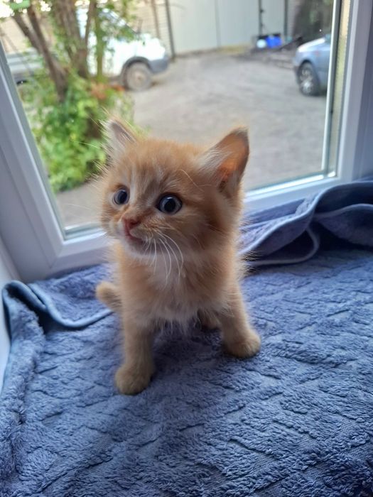 Подарю котят в добрые руки