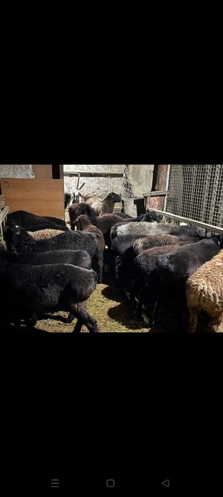 Хорошие бараны на откорме жирные