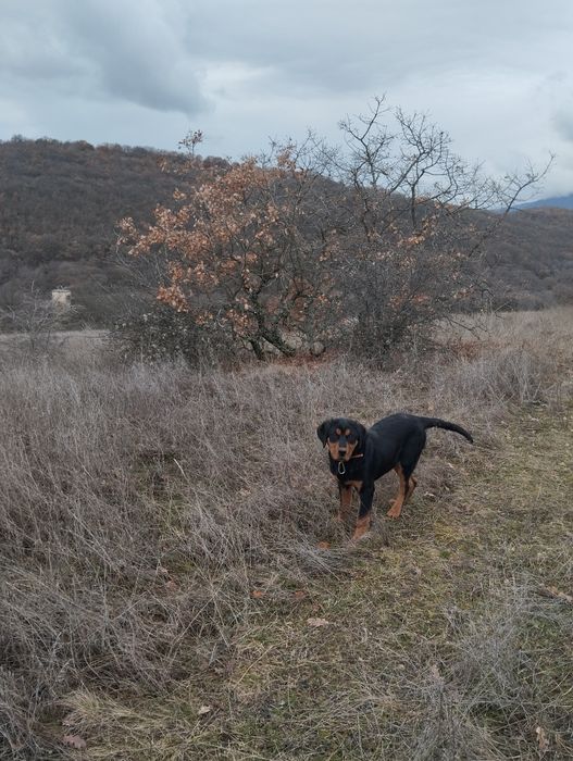 Гончета на 5 месеца