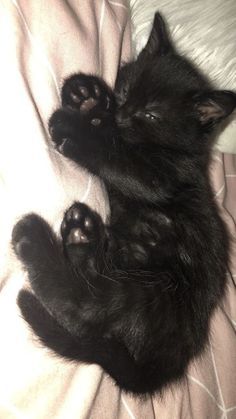 Котенок чёрный .