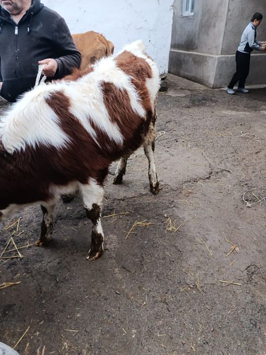 Продается телка на мясо