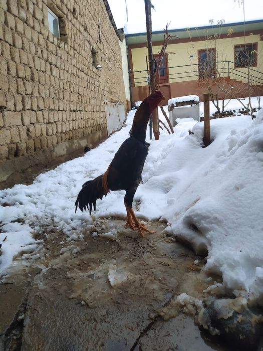 Dakan xoroz sotiladi