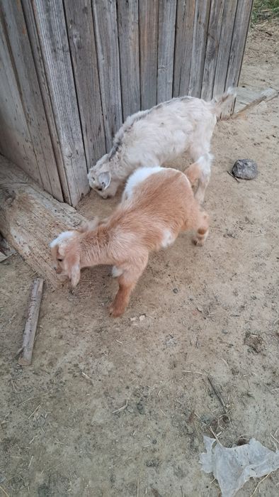 Сүтті тұқымды Ешкі лақтарымен сатамын