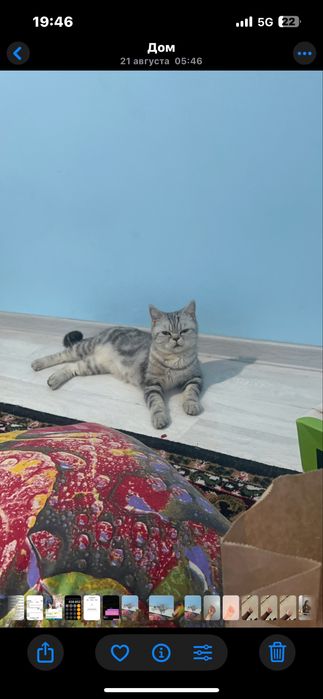 Британский кошка