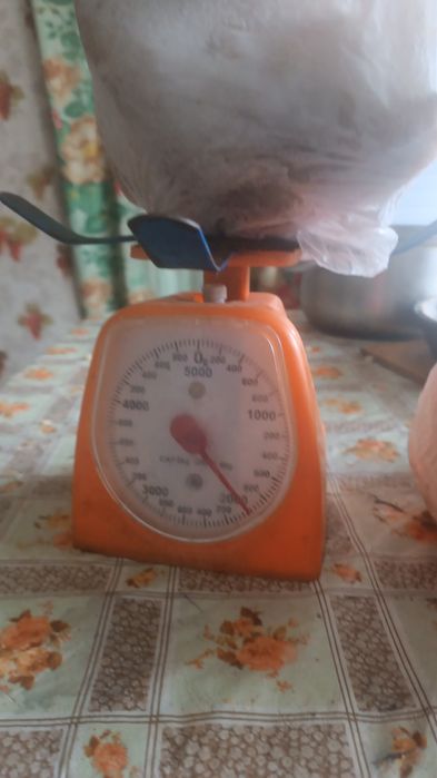 Курятина домашняя