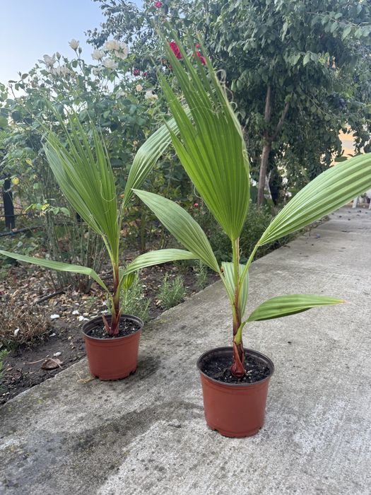 Vand palmieri Washingtonia robusta 30-40cm