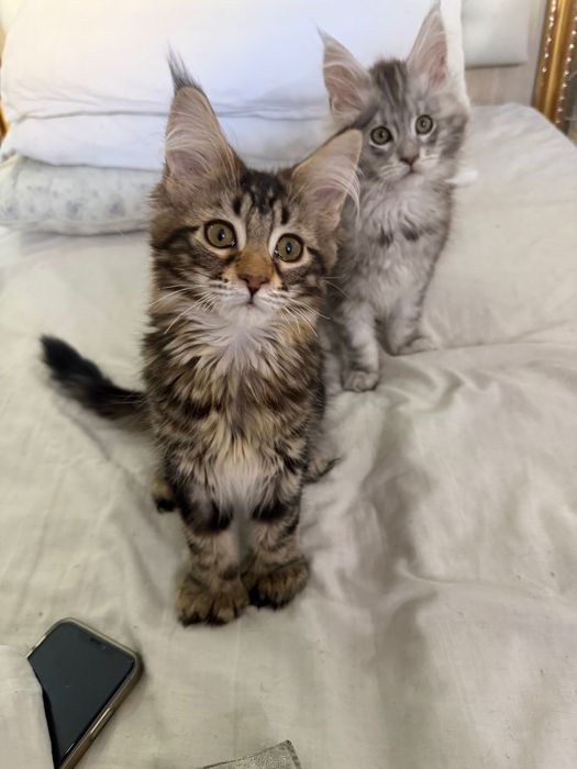 Мейн кун серебристый мальчик