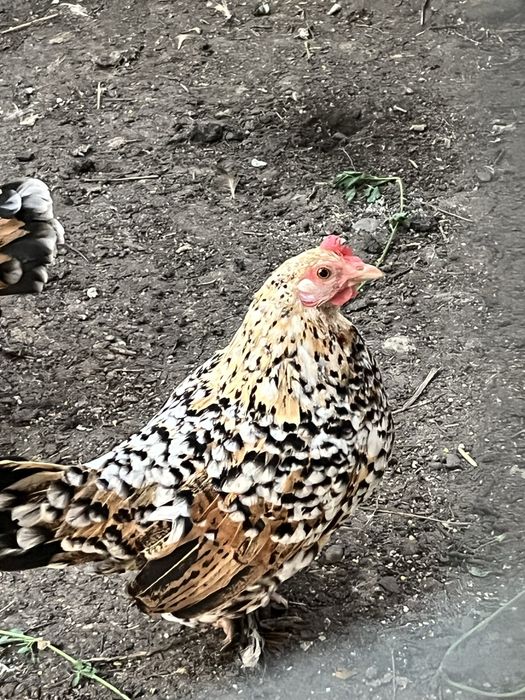 Rate pitice si alte pasari