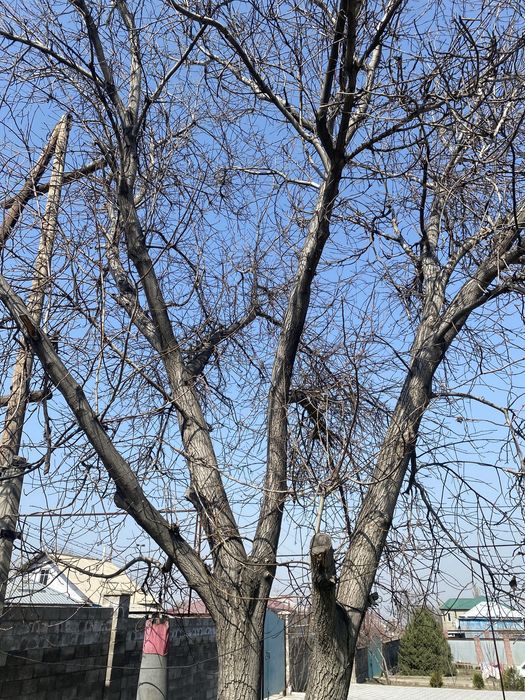 Продам дерево орех