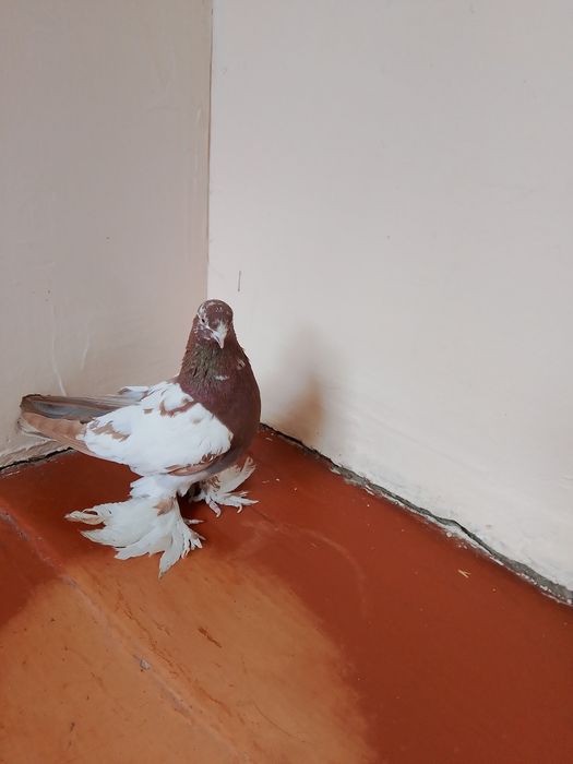 Голуби.птицы.капканы.чины.