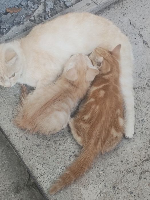 Отдам котят в добрые руки