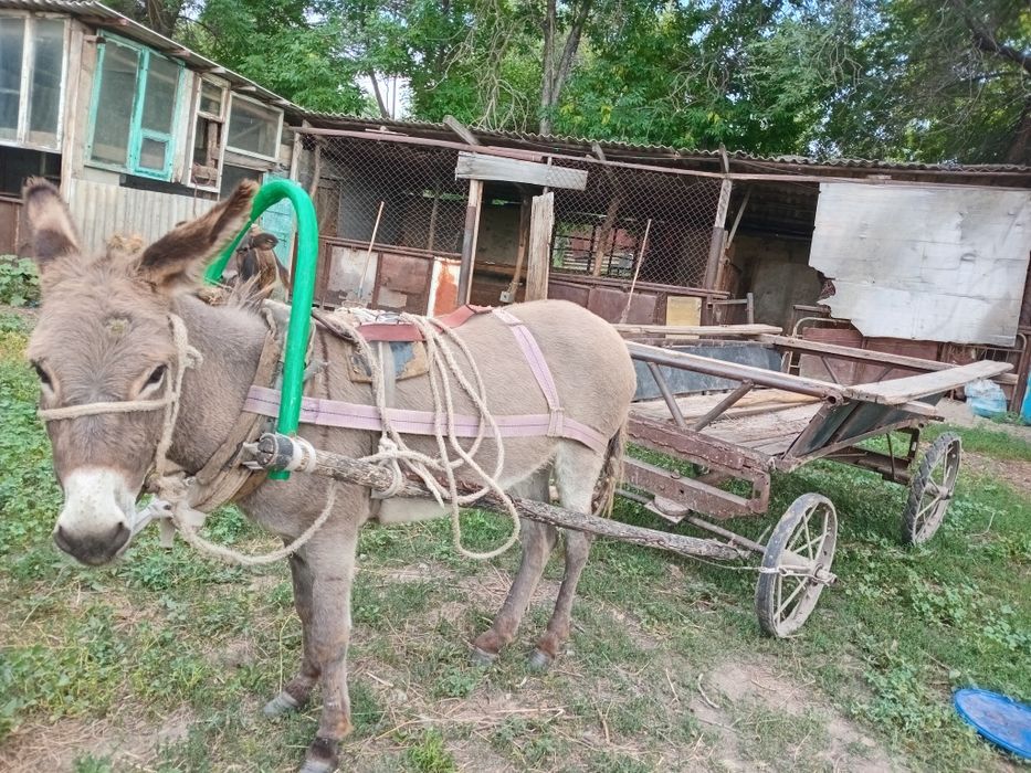 Желідегі ең үлкен жыныстық секс