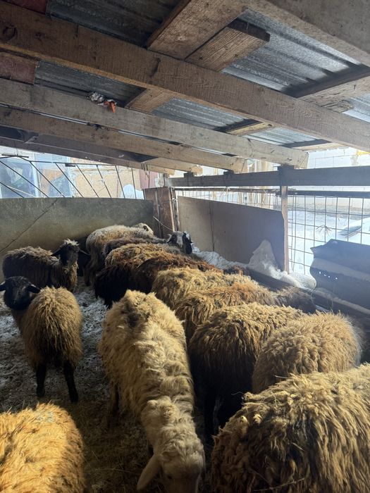 Продам 18 голов токты