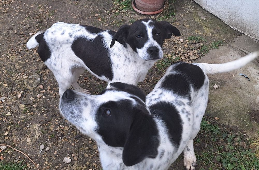 Подарявам кученца