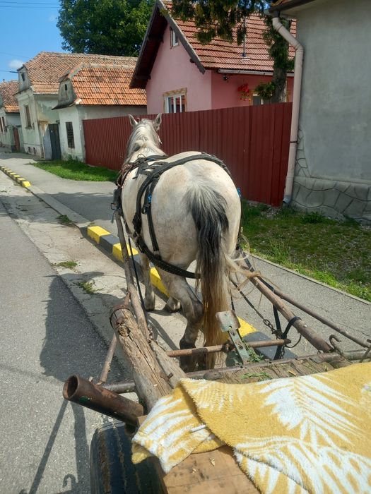 Vând o iapa de 9 ani