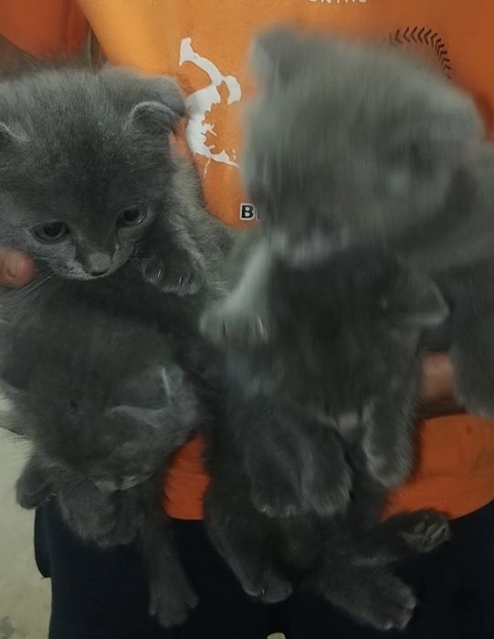 шотландский вислоухий котенок