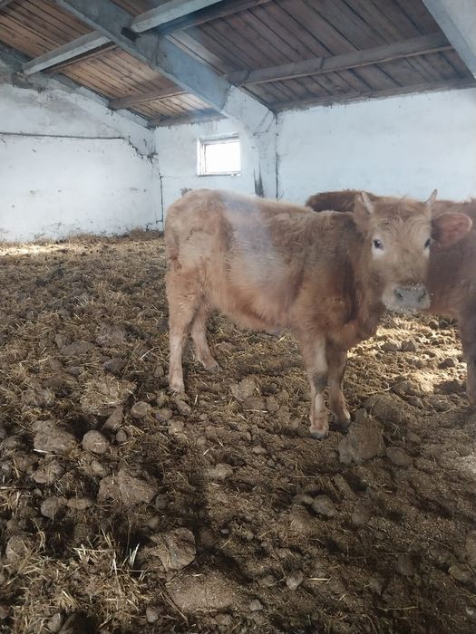 Продам КРС  (7 телок)