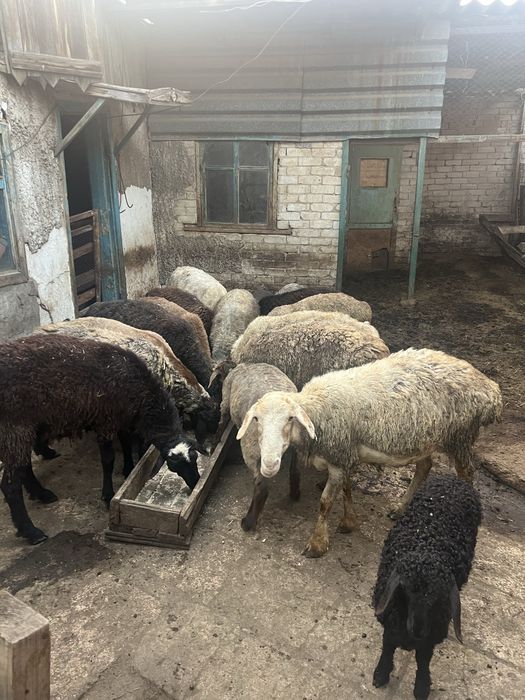 Продам баран 24 головы
