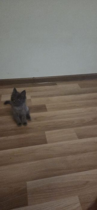 Очаровательные котята — домашние, ласковые и очень игривые.