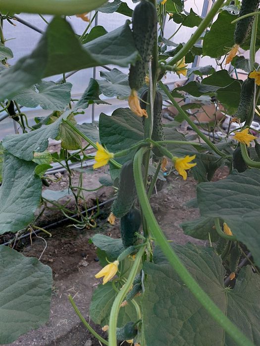 Продается теплица