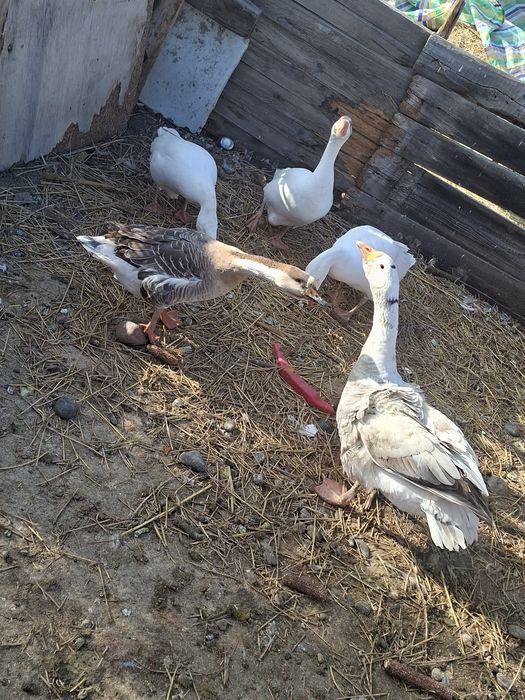 Продам гусей жирных