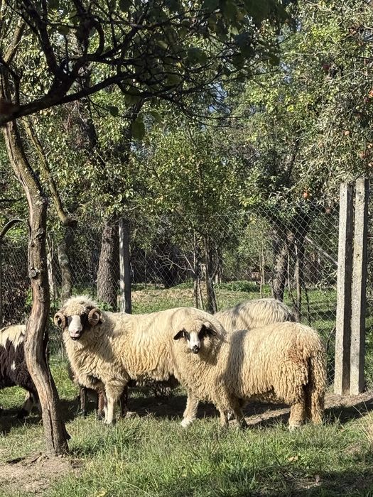 Berbec si mieluțe țurcane