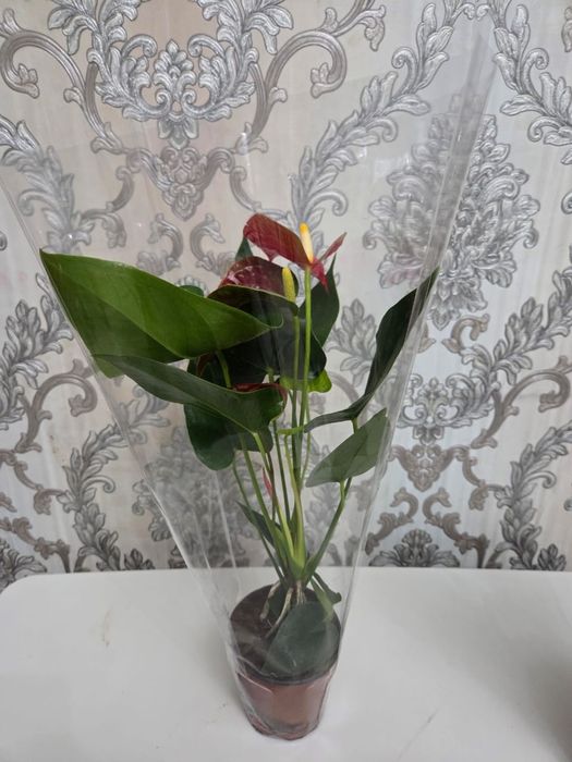 Домашные цветы (Үй өсімдіктері)