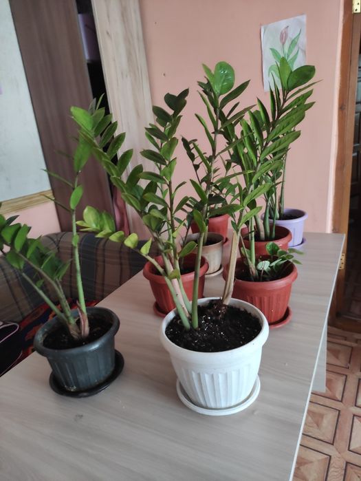 Доллоровое дерево