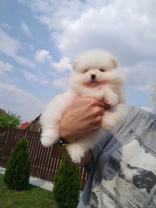 Щенки померанского шпица