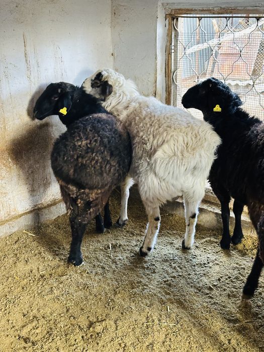 Семіз тоқты қойлар сатылады