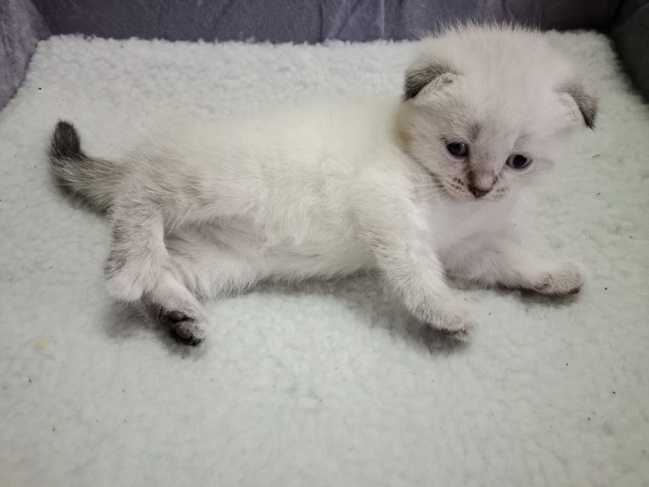 Продам котят скоттиш фолд