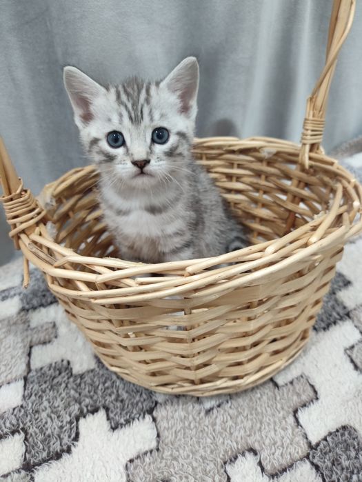 Котёнок британец мальчик