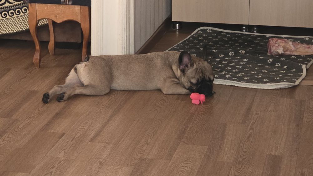 Девочка французского бульдога ищет жениха.