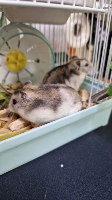 Джунгарики хомячки