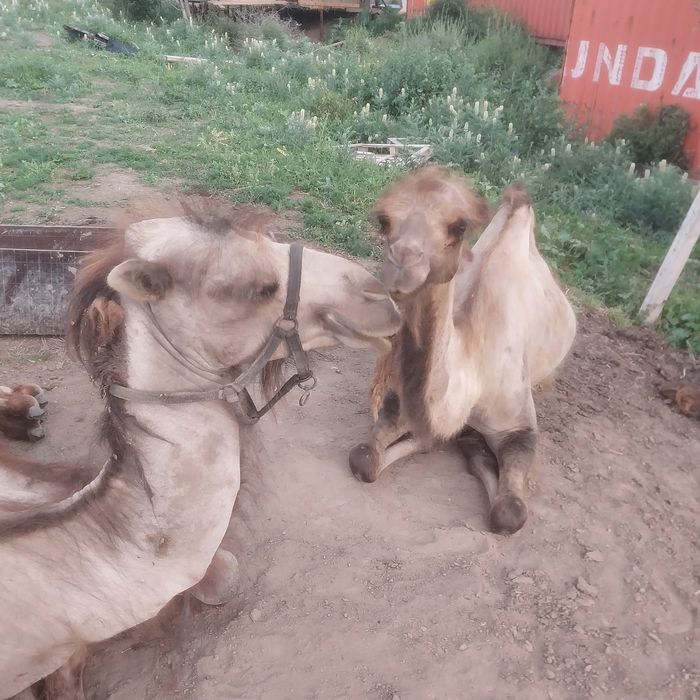 Ассалаумағалайкум
