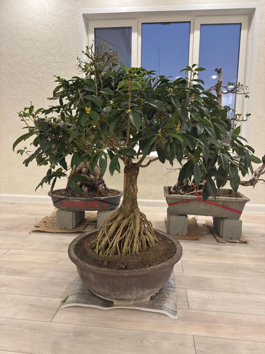 Душистый Османтус