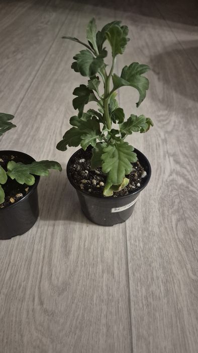Продам отростки  хризантемы  бигуди