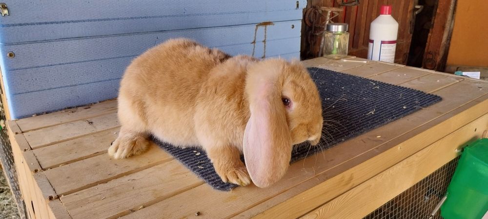 Френски кочоват заек зайци