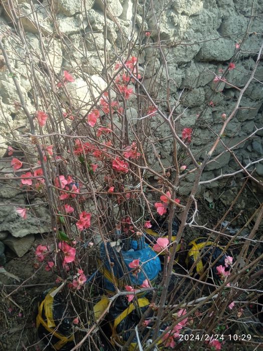 Bodom Archa qirim koʻchatlar sotiladi  2 3 yillik