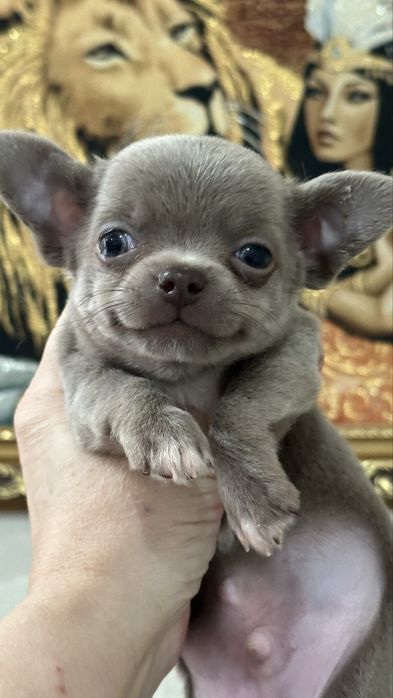 Шикарный чихуахуа в дорогом лиловом окрасе