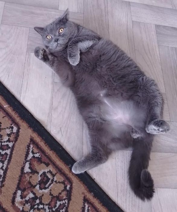 Британский Кот Граф