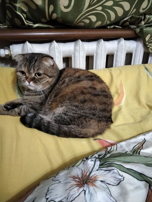 Передержка домашних любимцев