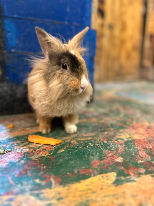 Животный кролики