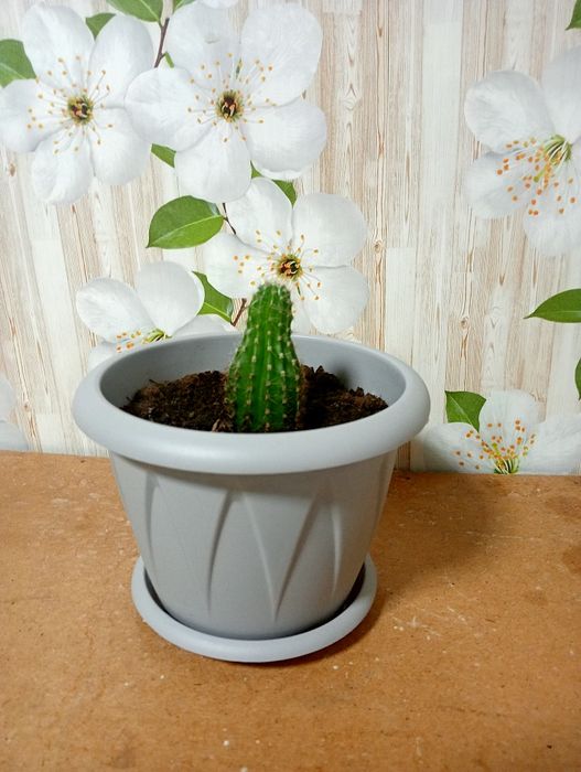 Продам кактусы в горшочках