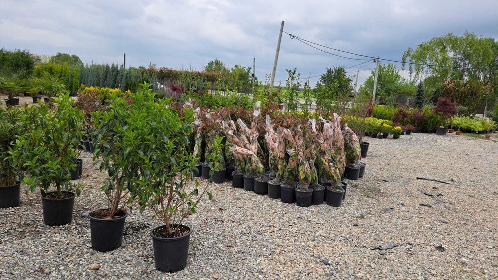 Plante Decorative de Grădină – Montaj Inclus la Orice Comandă