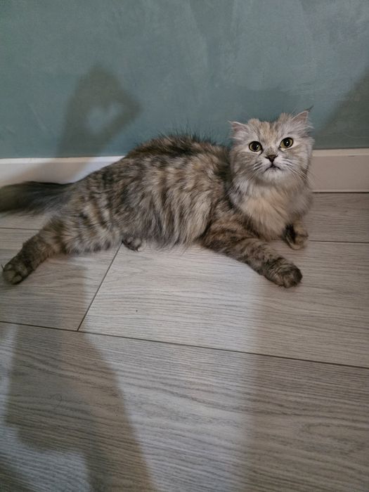 Отдам котята бесплатно