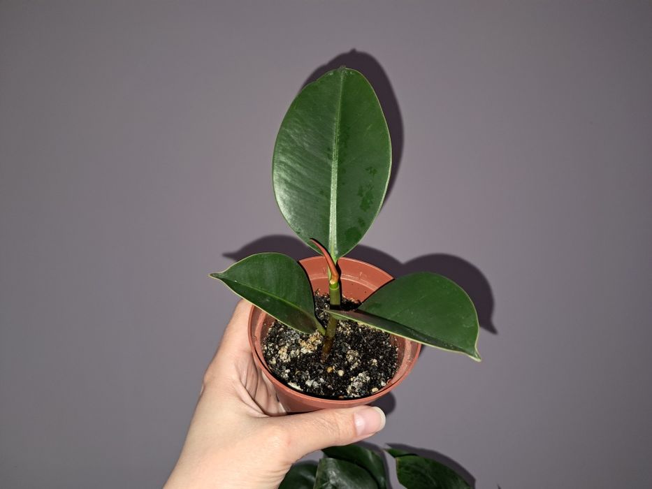 Фикус Робуста. .