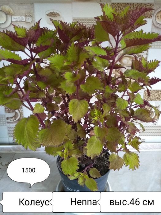 Продам комнатные цветы